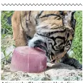  ??  ?? A tiger cools off by eating a block of ice containing meat in Rome’s Bioparco zoo