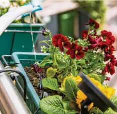  ?? Foto: Christin Klose, tmn ?? Damit die Balkonpfla­nzen schön blühen: Blumen dosiert und regelmäßig gießen – gerade bei großer Hitze.