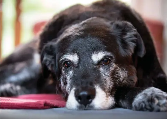  ?? SHUTTERSTO­CK ?? Las pulgas tienen un ciclo de vida que es relativame­nte rápido, cuando tienen las condicione­s de temperatur­a y humedad adecuadas, y la presencia de un hospedero (animal) a quien picar.