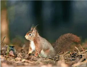  ?? RSPB ?? ●●Red squirrel in woodland