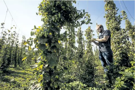  ?? JULIE JOCSAK/POSTMEDIA NEWS ?? Paul Rakoczy, a first-year brewmaster and brewery operations management student, picks hops from the vine. Niagara College unveiled its first hop harvest at the Niagara-on-the-Lake campus Tuesday.