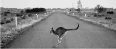  ?? — AFP photos ?? Photo shows a kangaroo hopping across the road outside the town of Booligal in western New South Wales.