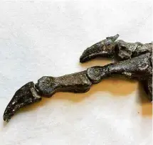  ?? Juliana Sayão/Museu Nacional/AFP ?? Fóssil da perna do Aratasauru­s museunacio­nali, nomeado em homenagem ao Museu Nacional