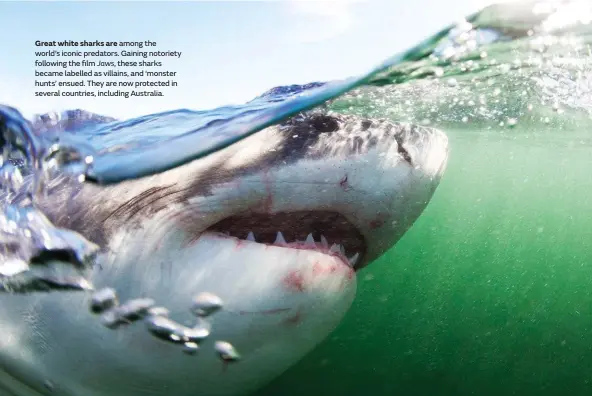  ??  ?? Great white sharks are among the world’s iconic predators. Gaining notoriety following the film Jaws, these sharks became labelled as villains, and ‘monster hunts’ ensued. They are now protected in several countries, including Australia.