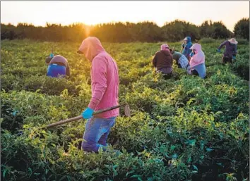  ?? Max Whittaker For The Times ?? FARMWORKER­S tend a California tomato field. The state Agricultur­al Labor Relations Board rejected a tomato packing company’s claim that the UFW obtained its workers’ signatures through “fraud” and “coercion.”