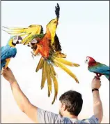  ?? Photo feature by Ghazi Qaffaf ?? Keeping domestic birds has always been a passion for many people in Kuwait and this love is extended to macaw parrots. Some Kuwaitis began breeding the colorful parrots and enjoy watching them fly. A group of Kuwaiti youth owning macaw parrots gather at the sea coast, yards and public parks to practice their hobby, training macaw parrots to fly. Macaw is a domestic bird which needs training to fly as well as knowing its owner to return to the same take-off point. (KUNA)