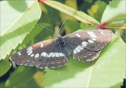  ??  ?? Gastarbeit­er: A Honshu white admiral butterfly at work.