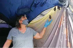  ?? Kin Man Hui / Staff
photograph­er ?? Michelle Camara, owner of Southern Wildlife Rehab, reaches up for one of several bats taking shelter inside a tent at the rehab facility. Camara has been providing shelter, food and medical care for hundreds of the tiny bats affected by the freezing temps.