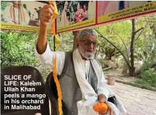  ?? ?? SLICE OF LIFE: Kaleem Ullah Khan peels a mango in his orchard in Malihabad