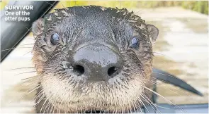  ??  ?? SURVIVOR One of the otter pups