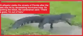  ??  ?? AN alligator stalks the streets of Florida after the state was hit by devastatin­g Hurricane Irma. On spotting the beast, the cameraman said: “There he goes, I’m out of here.”