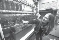  ?? Steve Gonzales/Houston Chronicle via AP ?? Graduate student Aubrey Converse studies zebra fish at the University of Texas at Austin’s Marine Science Institute in Port Aransas, Texas.