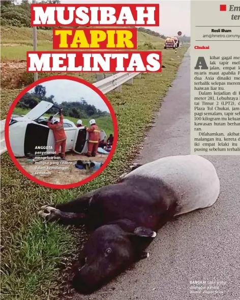  ??  ?? ANGGOTA p en y elamat men gelu ar kan mangsa yang cedera dalam kemalangan, s emalam. BANGKAI tapir yang dilanggar kereta dinaiki empat lelaki.