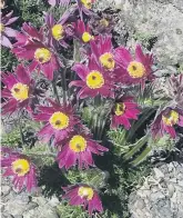  ?? PHOTO: GILLIAN VINE ?? Spring favourites . . . The rock garden has a fine collection of pulsatilla­s.