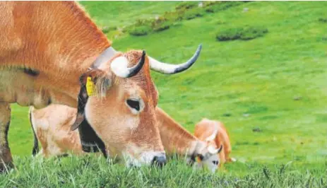  ?? // ABC ?? El proyecto Re-Livestock apuesta por la selección genética de animales que se adapten mejor al calor
