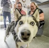  ?? RICKY WILSON/STUFF ?? Danielle Anderson and her partner Karl are reunited with their husky Reed yesterday after months of separation.