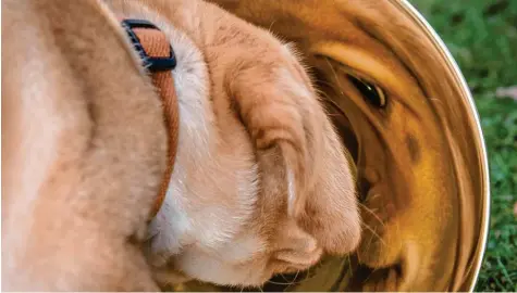  ?? Foto: Bernd Thissen, dpa ?? Wenn Hunde in die Pubertät kommen, sind deren Besitzer besonders gefordert.