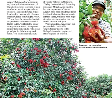  ??  ?? Laden with fruit: Rambutan trees at Malwana. Pix by Indika Handuwala An expert on rambutan: Sarath Kumara Hapuarachc­hi