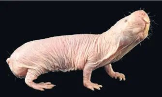  ??  ?? The naked mole rat