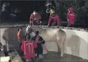  ??  ?? Les pompiers ont vidé la piscine afin de faciliter le sauvetage de l’équidé.