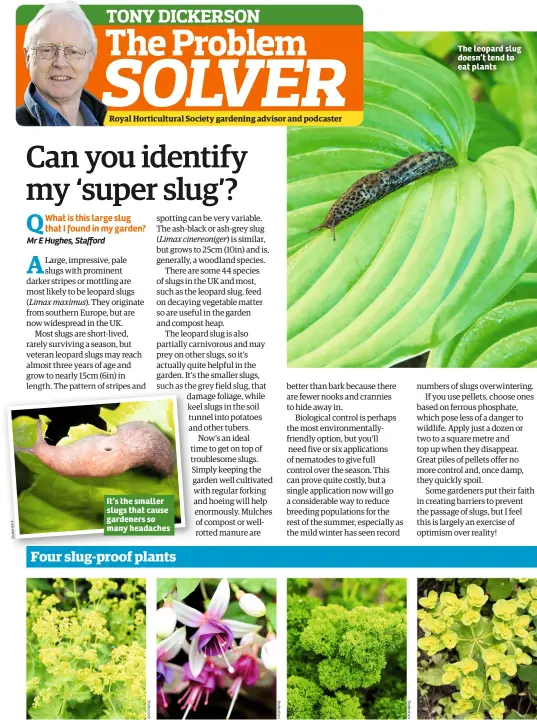  ??  ?? It’s the smaller slugs that cause gardeners so many headaches The leopard slug doesn’t tend to eat plants