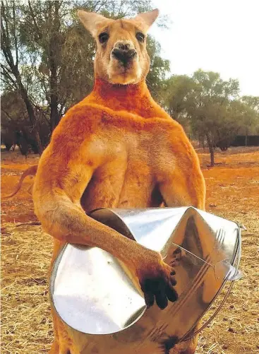  ?? THE KANGAROO SANCTUARY ?? Roger attracted the notice of social media users, starting when the sanctuary posted a photo to Facebook of him wielding a metal feed bucket that he’d crumpled.