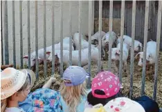  ??  ?? Auf dem Bauernhof der Familie Meitinger leben auch Ferkel (links). Einige Kinder durften sich sogar in das Führerhaus des Trak tors setzen (rechts).