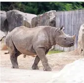  ??  ?? Thabo war der zweite Nachwuchs von Nane und Usoni im Krefelder Zoo. In einem Spezialbeh­älter ging es 2010 für Thabo von Krefeld aus nach Dänemark. Dort lebt er nun im 800 Kilometer weit entfernten Ree Park.