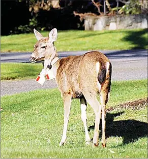  ?? Times Colonist ?? Administra­tion of a contracept­ive vaccine is being planned to manage deer in Oak Bay after 20 does were radio-collared last month.