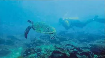  ?? PIC COURTESY OF DIVERCITY TRAVEL BOX ?? A diver spots a sea turtle, when scuba diving at the Bukutan dive site off Mantanani island in Kota Belud, Sabah.