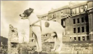  ?? Submitted photo ?? SURVIVOR: A canine survivor of the Sept. 5, 1913, fire that destroyed 60 city blocks stands in front of the ruins of Hot Springs High School on Oak Street. This image, donated to the society by Beau Durbin, is one of many showcasing animals from Hot Springs’ past in “Zoo’s Who!” on the Garland County Historical Society’s website.