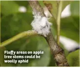  ??  ?? Fluffy areas on apple tree stems could be woolly aphid