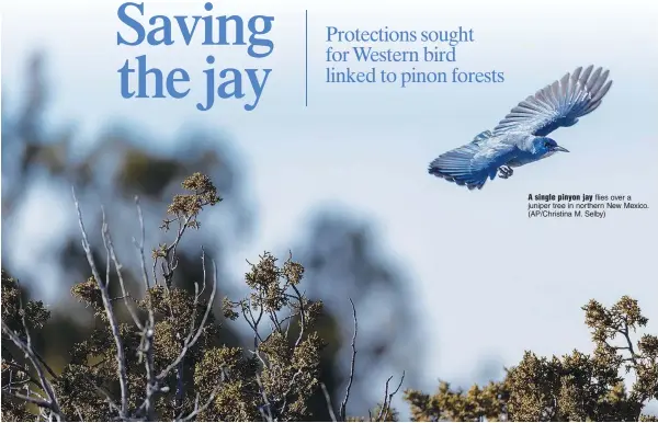  ?? (AP/Christina M. Selby) ?? A single pinyon jay flies over a juniper tree in northern New Mexico.