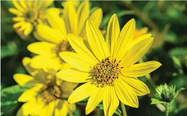  ?? ?? Royal tribute: Perennial sunflower Helianthus Lemon Queen is an autumn delight