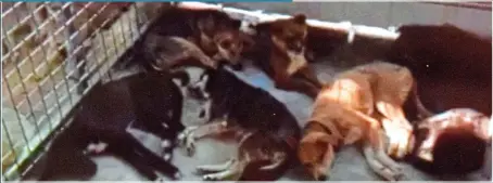  ?? Dying dogs at a Buddhist sanctuary where Ching’s foundation placed 700 animals. Ching did not know that the Buddhists would not help sick animals, and many of the dogs ended their days in agony ??