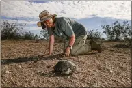  ?? Irfan Khan / Tribune News Service ?? Lisa LaVelle, a naturalist, checks out a desert tortoise found in Desert Tortoise Research Natural Area on Oct. 10 in California City, Calif.