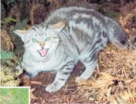  ?? ?? Stray and feral cats kill millions of native birds every year and live animal traps used by Project Parore are ‘checked daily, and used rarely’.