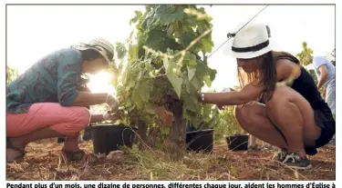  ??  ?? Pendant plus d’un mois, une dizaine de personnes, différente­s chaque jour, aident les hommes d’Église à cueillir le raisin de l’île sur laquelle pas une goutte d’eau n’est tombée depuis le  avril.