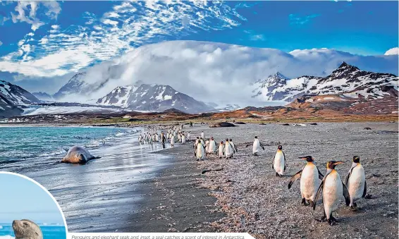  ??  ?? Penguins and elephant seals and, inset, a seal catches a scent of interest in Antarctica.