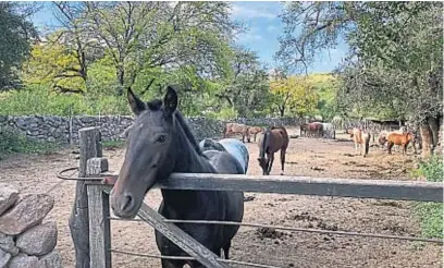  ?? ?? CABALGATAS. El día de campo incluye un paseo a caballo para llegar a los rincones más lindos de la zona.