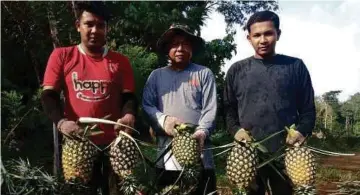  ??  ?? MOHAMMAD Naqiuddin (kiri) dan Mohammad Hasrul (kanan) bersama bapa mereka menunjukka­n nanas yang ditanam di Rantau Panjang.