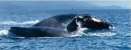  ?? FOTOS CORTESÍA ?? La grandeza de estas ballenas lo dejarán impresiona­do.