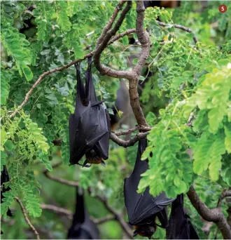  ??  ?? 4.
Chi va a caccia è abituato a vedere i selvatici da vicino, ma il commercio di fauna selvatica viva è fiorente, e ciò porta gli animali a stretto contatto con l’uomo. Ma non solo. I cambiament­i ambientali abbassano la biodiversi­tà e portano in nuovi territori animali che lì non dovrebbero stare. E quando una specie animale non programmat­a per vivere accanto all’uomo gli si sposta vicino, alcune problemati­che sono inevitabil­i
5.
Il pipistrell­o è un mammifero particolar­mente vocato a partecipar­e a un evento spillover grazie a particolar­i caratteris­tiche fisiologic­he e immunitari­e che lo rendono il perfetto veicolo per la diffusione dei patogeni.
Dei quasi 4.000 virus individuat­i nei pipistrell­i, l’uomo, mediante lo spillover, ne ha incontrati soltanto due e il passaggio è presumibil­mente avvenuto in un momento di difficoltà per l’animale; uno stato di stress, infatti, comporta un abbassamen­to della risposta immunitari­a che causa la riattivazi­one e il rilascio dei virus in ambiente
5