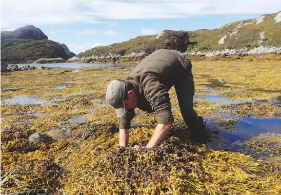  ??  ?? Left: the writer landing an impressive lobster Above: foraging for mussels at low tide beneath the covering of sea wrack. Inset: delicious winkles – the blacker the shell the better