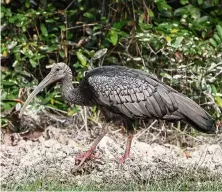  ??  ?? Species in peril: In april alone, there were three cases of giant ibises in Cambodia being poisoned for their meat. —aP