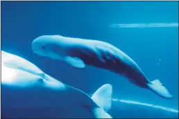  ?? PETER TSAI/CHICAGO TRIBUNE ?? Mauyak, a 38-year-old beluga whale at Chicago’s Shedd Aquarium, swims with her calf on Thursday morning. The calf was born Wednesday and its gender is unknown.