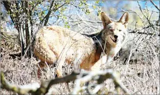  ?? PHOTO BY TOSHIMI KRISTOF ?? Coyote also figures prominentl­y in the story.