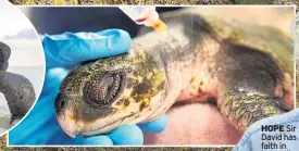  ??  ?? RESCUED Sea turtle gets treatment at Boston aquarium