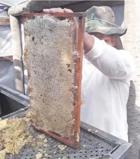  ??  ?? Cosecha de miel producida por abejas alimentada­s del polen de flores del Pantanal paraguayo.