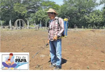  ??  ?? PAPA 4 Agricultor. Durante la época de lluvias, el padre de familia también aprovecha para sembrar maíz y hortalizas para venta y consumo.